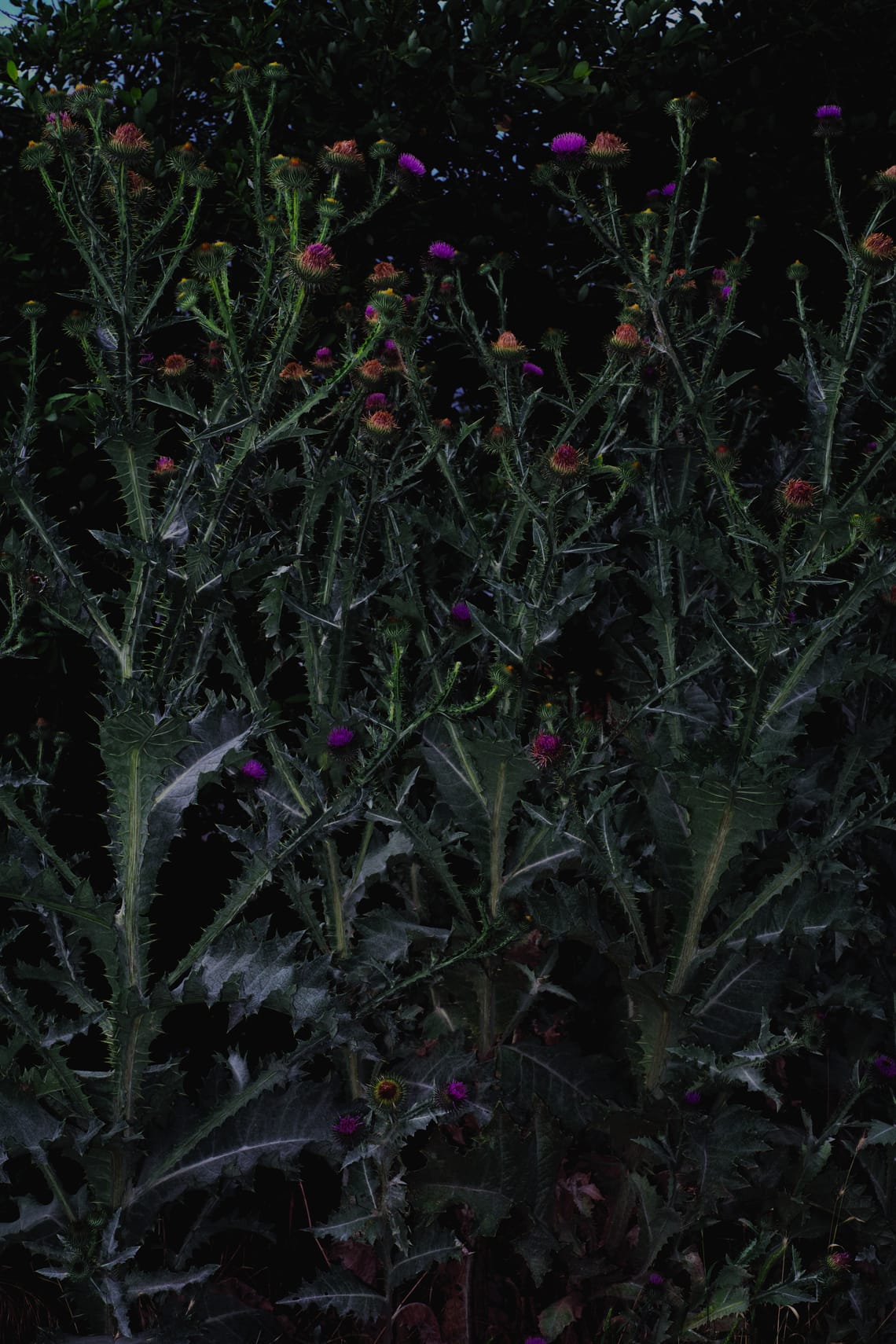 Dinky lit wild vegetation