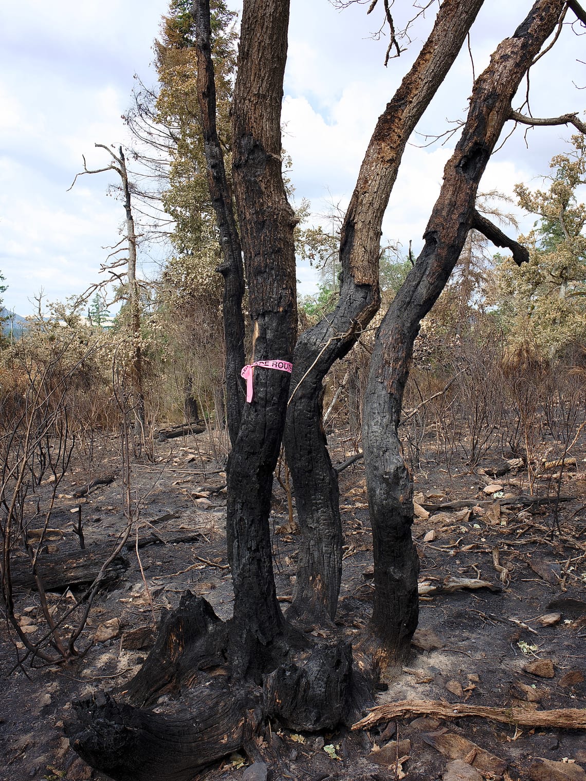 Burned trees after a forest fire. A pink band is bound around one tree spelling "route"