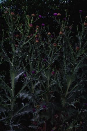 dark botanica